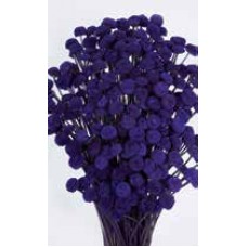 FLORAL BUTTONS Purple 18" (BULK)